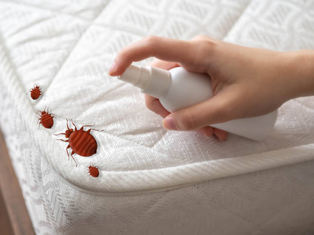 Best Ant Control Services  in Peachtree City, GA