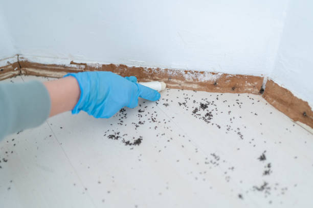 Wasp Removal Services in Peachtree City, GA